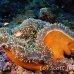 anemonefish_pink_lk_h_0705_png1158.jpg